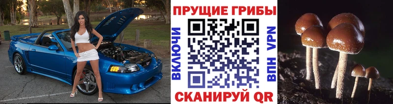 Псилоцибиновые грибы Psilocybe  сколько стоит  kraken маркетплейс  Высоковск 